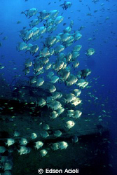 Shoal of Chaetodipterus faber sinking sailboat, Recife-PE... by Edson Acioli 